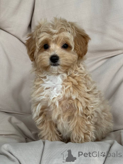 Photo №2 de l'annonce № 143530 de la vente  - acheter à Allemagne éleveur