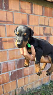 Photo №3. CHIOTS DOBERMANS. Serbie