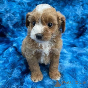 Photo №2 de l'annonce № 171672 de la vente caniche (jouet) - acheter à Luxembourg annonce privée