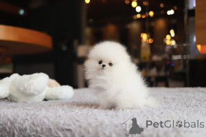 Photo №3. Dean Janet Kay Puppies House. USA