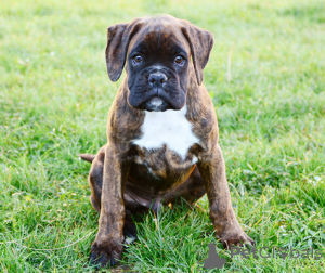 Photo №3. L'achat de Boxerpuppy. Pays Bas