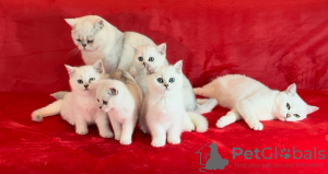 Photo №3. British silver chinchilla BSH ns11. La Lettonie