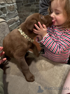 Photo №4. Je vais vendre labrador retriever en ville de Eindhoven. annonce privée, éleveur - prix - négocié