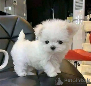 Photo №1. bichon maltais - à vendre en ville de Флорида Сити | 500€ | Annonce №138672