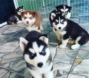 Photo №1. husky de sibérie - à vendre en ville de Egerszalók | négocié | Annonce №175012