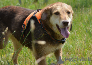 Photo №3. Des chiens en cadeau !. Biélorussie