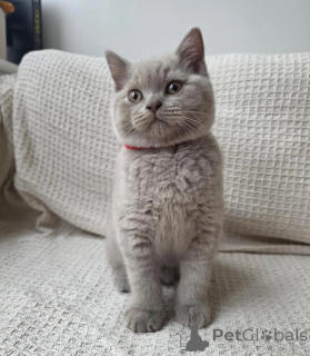 Photo №1. british shorthair - à vendre en ville de Dreieich | 350€ | Annonce № 178445