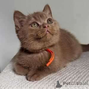 Photo №3. Chatons British Shorthair de race pure, mignons, en bonne santé et bien. Allemagne