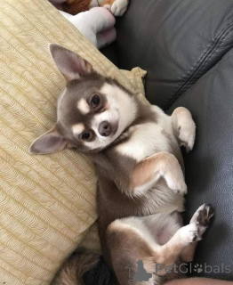 Photo №1. chihuahua - à vendre en ville de Tampa | négocié | Annonce №141881