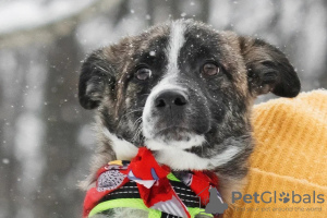 Photo №1. chien bâtard - à vendre en ville de Москва | Gratuit | Annonce №82813