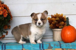 Photo №2 de l'annonce № 63543 de la vente welsh corgi - acheter à Grèce 