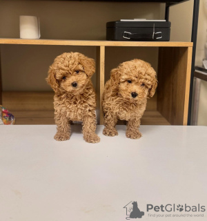 Photo №1. caniche (jouet) - à vendre en ville de Торонто | négocié | Annonce №134033