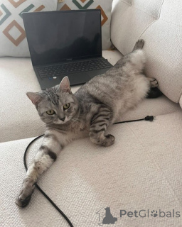 Photo №2 de l'annonce № 157769 de la vente british shorthair - acheter à Italie annonce privée