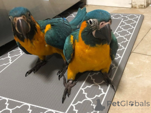 Photo №2 de l'annonce № 162982 de la vente  - acheter à République Tchèque 