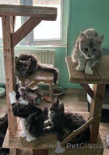 Photo №1. maine coon - à vendre en ville de Helsinki | Gratuit | Annonce № 174186