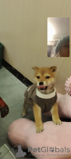 Photo №3. Vendre un chiot. Chine