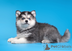 Photo №4. Je vais vendre husky de sibérie en ville de Nizhny Novgorod. éleveur - prix - négocié