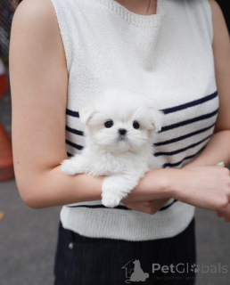 Photo №3. Nos belles portées de chiots Maltais. Allemagne