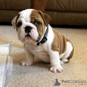 Photo №1. bulldog anglais - à vendre en ville de Задар | négocié | Annonce №112268