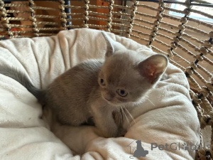 Photo №1. burmese - à vendre en ville de Berikon | 350€ | Annonce № 178736