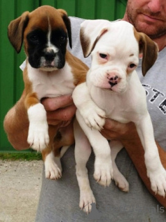 Photo №1. boxer - à vendre en ville de Nicosie | 291€ | Annonce №155730