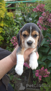 Photo №2 de l'annonce № 13044 de la vente beagle - acheter à Biélorussie annonce privée, éleveur