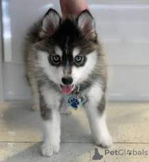 Photo №2 de l'annonce № 136084 de la vente chien bâtard - acheter à Suisse 