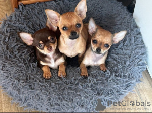 Photo №1. chihuahua - à vendre en ville de Munich | 584€ | Annonce №133284