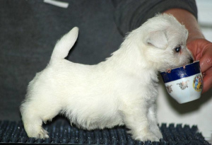 Photo №2 de l'annonce № 2497 de la vente west highland white terrier - acheter à Fédération de Russie de la fourrière, éleveur