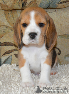 Photo №1. beagle - à vendre en ville de Северодонецк | 456€ | Annonce №7586