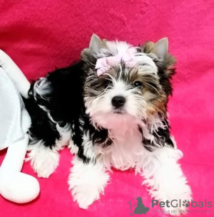 Photo №1. biewer yorkshire terrier - à vendre en ville de Vitebsk | négocié | Annonce №50607