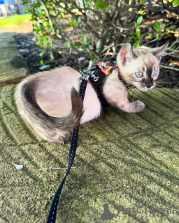 Photo №4. Je vais vendre bengal en ville de Cologne. annonce privée - prix - 750€