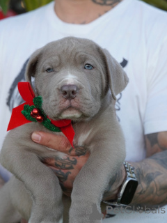 Photo №1. american mastiff - à vendre en ville de Mauvais kreuznach | négocié | Annonce №160711