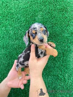 Photo №1. teckel - à vendre en ville de Helsinki | 1500€ | Annonce №163149