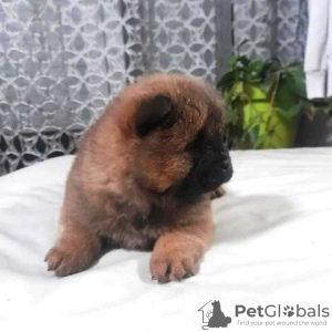 Photos supplémentaires: Chiots Chow-Chow