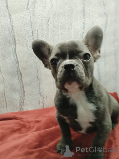 Photo №4. Je vais vendre bouledogue en ville de Brest. annonce privée - prix - négocié