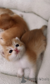 Photo №3. Chinchillas d'or britannique réservant des chatons de la pépinière WCF née le. République Tchèque