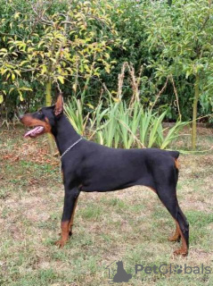 Photo №1. dobermann - à vendre en ville de Obrenovac | 1200€ | Annonce №114628