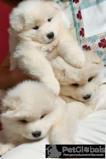 Photo №3. Beau chiots de chiots Samoyed Pieliopociopociopociosae. Pologne