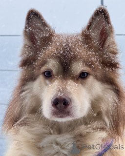 Photo №1. chien finnois de laponie - à vendre en ville de Alavus | 630€ | Annonce №164331