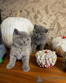 Photo №3. британские короткошерстные котята. Fédération de Russie