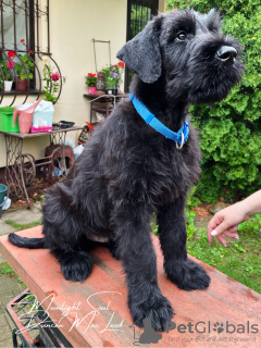 Photos supplémentaires: Chiots Schnauzer Géant (3 mois)