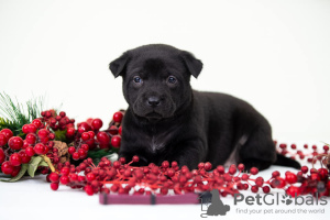 Photo №2 de l'annonce № 8955 de la vente chien thaïlandais à crête dorsale - acheter à Ukraine de la fourrière