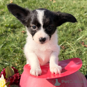 Photo №4. Je vais vendre papillon en ville de Berlin. annonce privée - prix - 500€