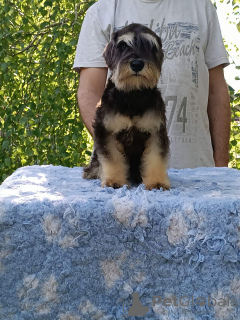 Photo №4. Je vais vendre chien à loutre en ville de Belgrade.  - prix - négocié