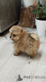 Photo №3. Beaux chiots Spitz poméraniens. Serbie