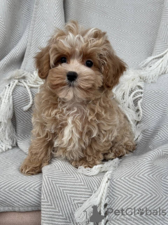 Photo №2 de l'annonce № 133586 de la vente  - acheter à USA annonce privée