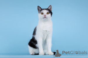 Photo №2 de l'annonce № 166072 de la vente  - acheter à Fédération de Russie de l'abri