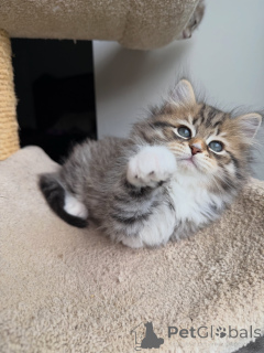 Photo №3. Superbe chat sibérien à la recherche d'un foyer aimant pour toujours. Allemagne