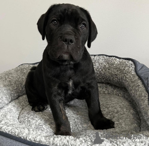 Photo №4. Je vais vendre cane corso en ville de Georgetown. éleveur - prix - 663€